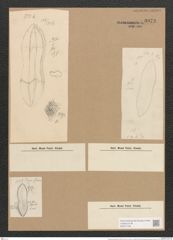 Nitzschia panduriformis Greg. (de-Toni-Nr.: Genus 47, Species 2012) Zeichnungen Sammlung Grunow Nr. 3973 (NHMW-BOT-W0371746)